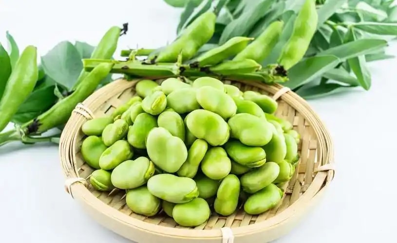 蚕豆