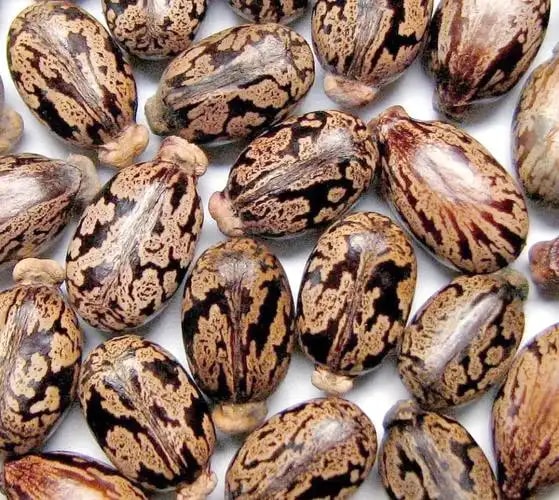 蓖麻籽