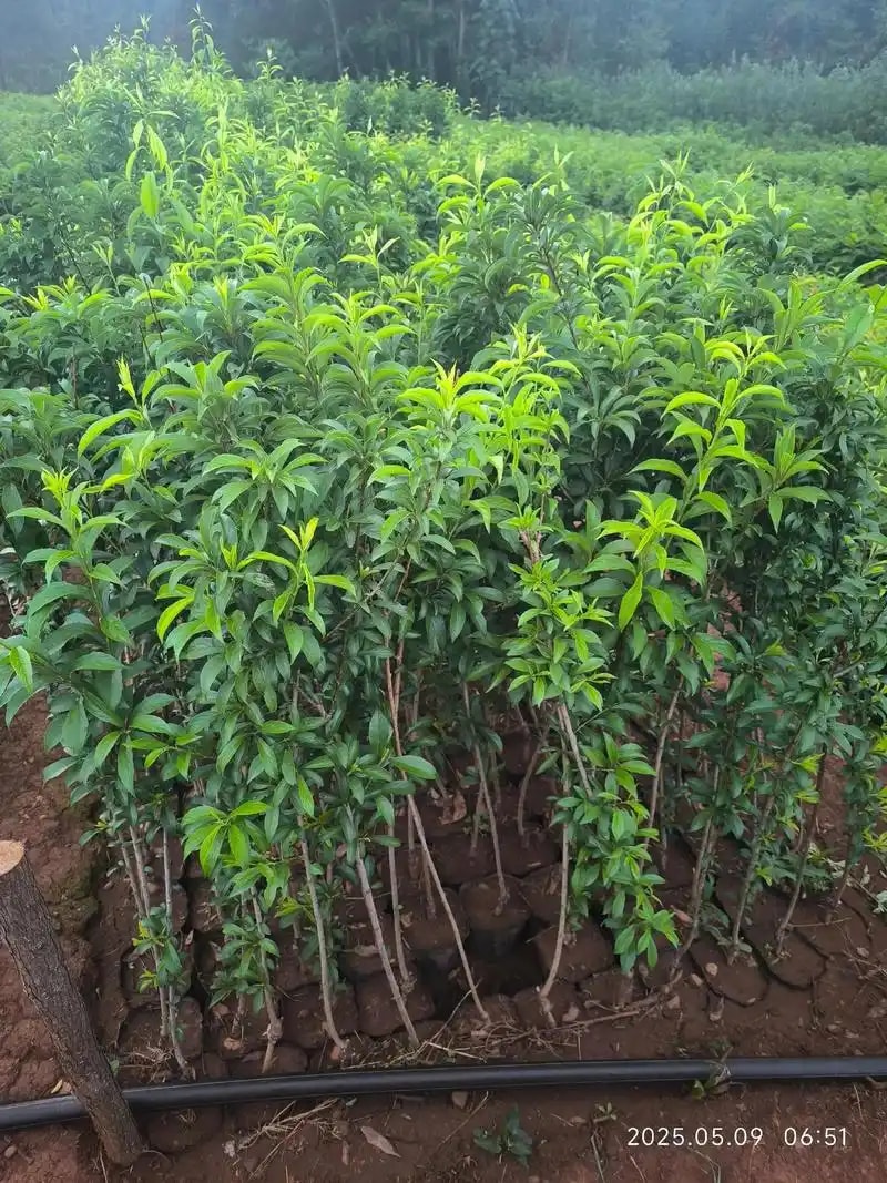 果树苗木