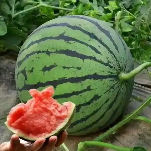 西瓜级甜瓜