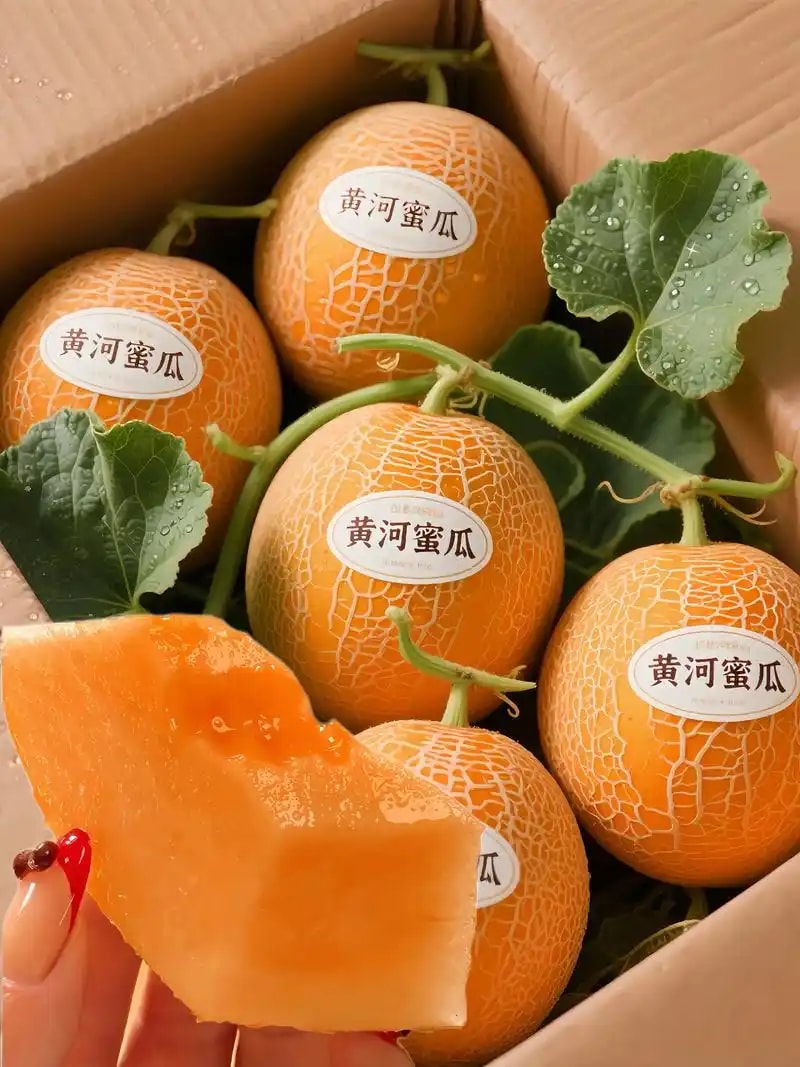 黄河蜜瓜