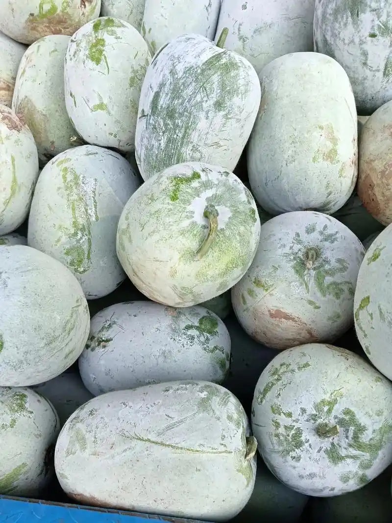 冬瓜