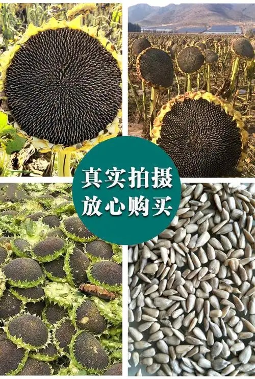 油葵种子