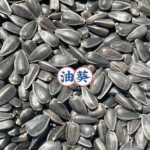 油葵籽