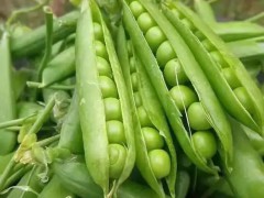 种植补贴政策要点解读