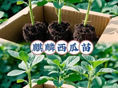 宁夏特色农产品牌建设