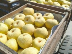 新鲜蔬菜区域代理招商